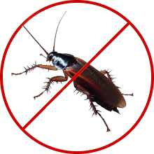 Cockroaches