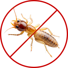 Mosquitoes