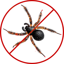 Spiders