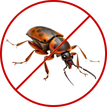 Bed Bug Control