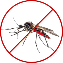 Wasp Control
